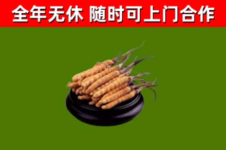 海口回收散虫草